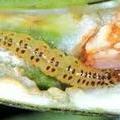 http://krishisewa.com/disease/dwheat/legumepodborer.jpg