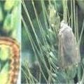http://krishisewa.com/disease/dwheat/podborer.jpg