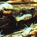 http://krishisewa.com/disease/dwheat/termite.jpg