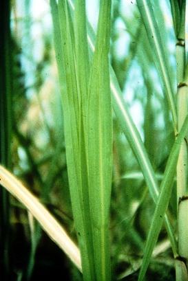 Nitrogen deficiency symptoms