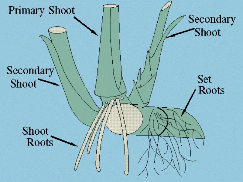 root of sugarcane