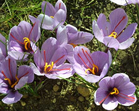 Saffron Flower