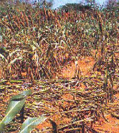 sorghum lodging