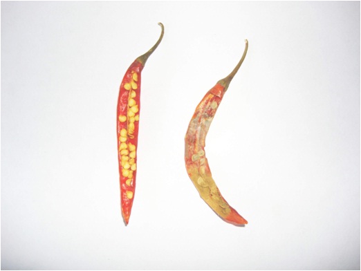 Chilli fruits affected with Aspergillus flavus