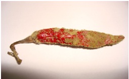 Aflatoxin contamination in chilli