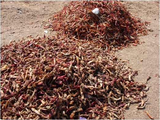 Chilli fruits severely affected with aflatoxin