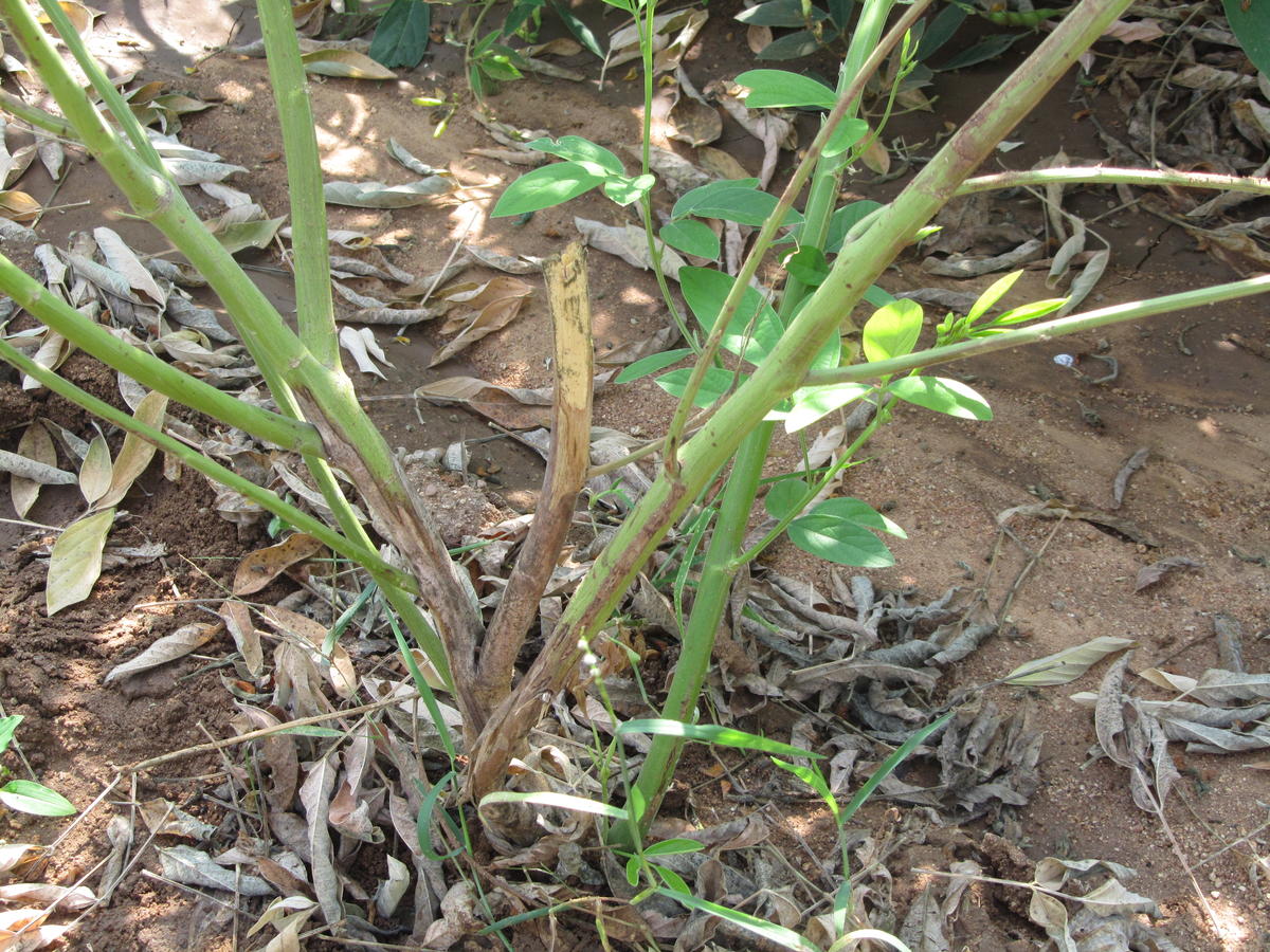 Brown to black sunken lesion on the stem